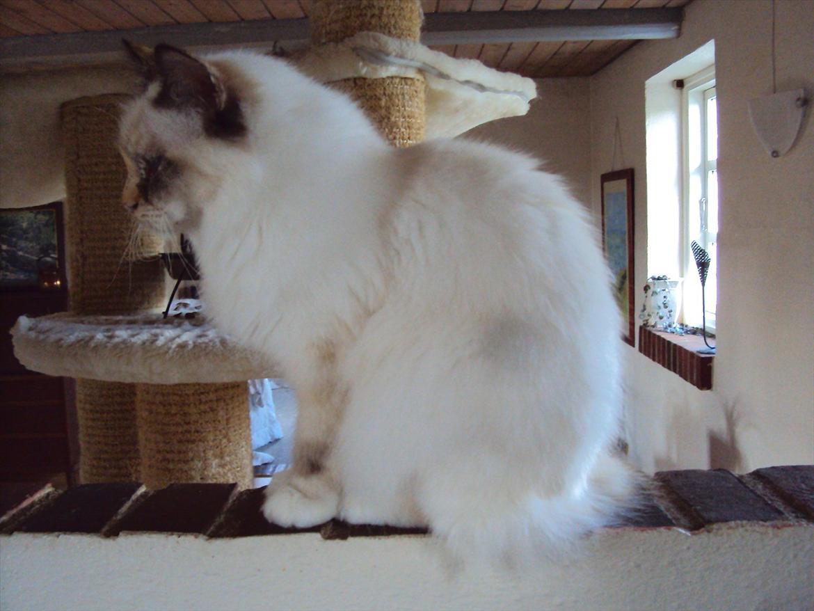 Hellig Birma (N) Miridania's Cedar billede 5