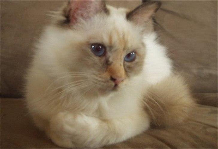 Hellig Birma (N) Miridania's Cedar billede 6