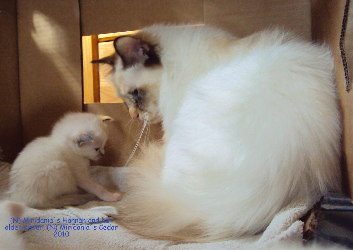 Hellig Birma (N) Miridania's Cedar - Storesøster Cedar leger med lillesøster Hannah billede 7