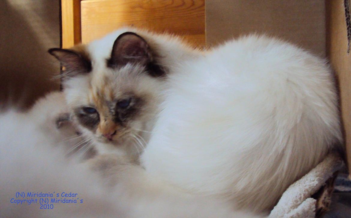 Hellig Birma (N) Miridania's Cedar billede 8