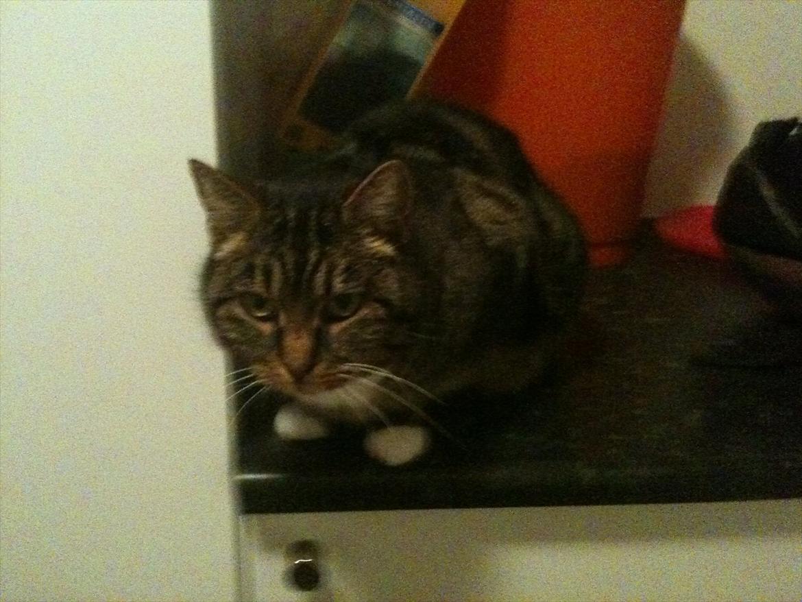 Huskat Tilde - der sider du på dit unglings hylde billede 1