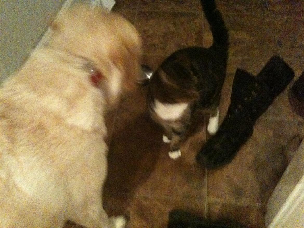 Huskat Tilde - dig og nala er da bare uadskilige billede 2