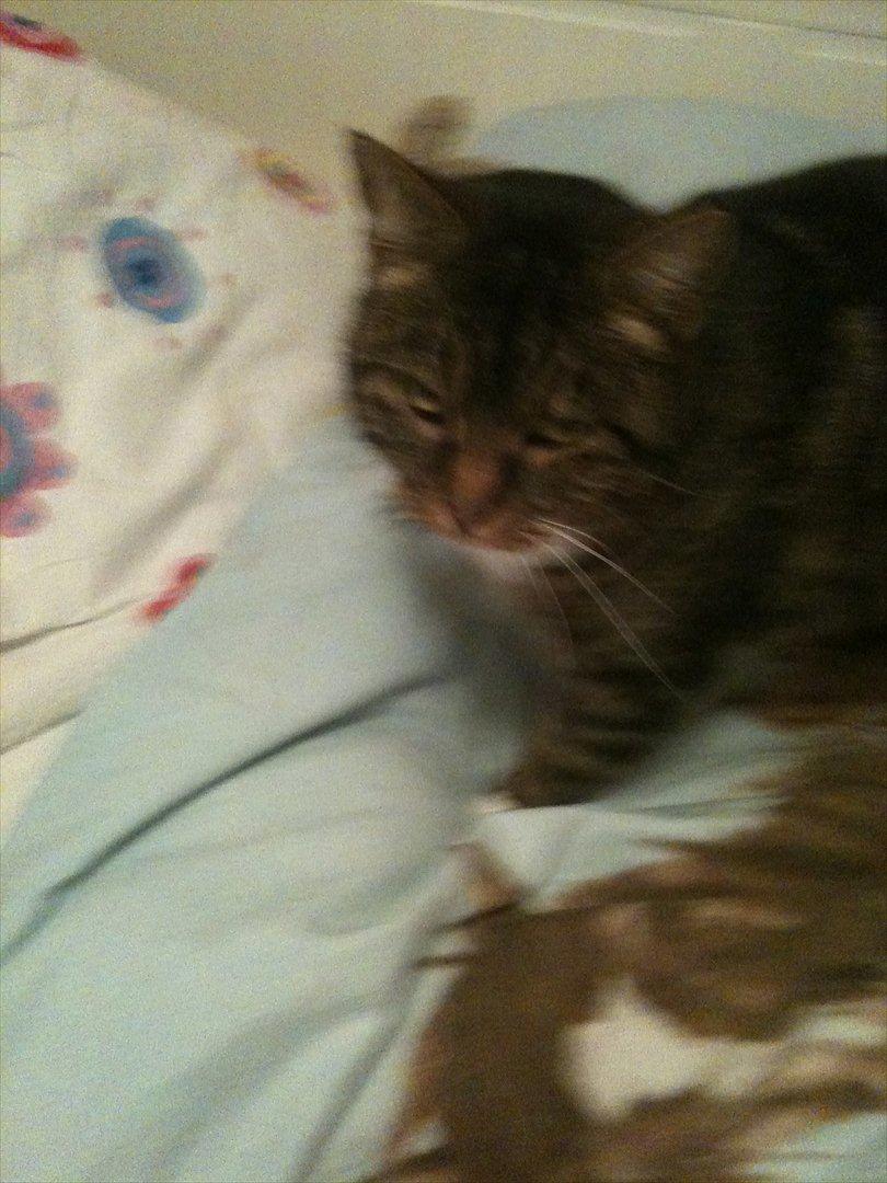 Huskat Tilde - jeg troer der er en der er trat billede 3