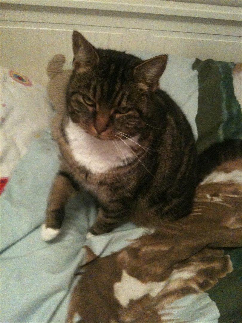 Huskat Tilde - god mogen billede 4