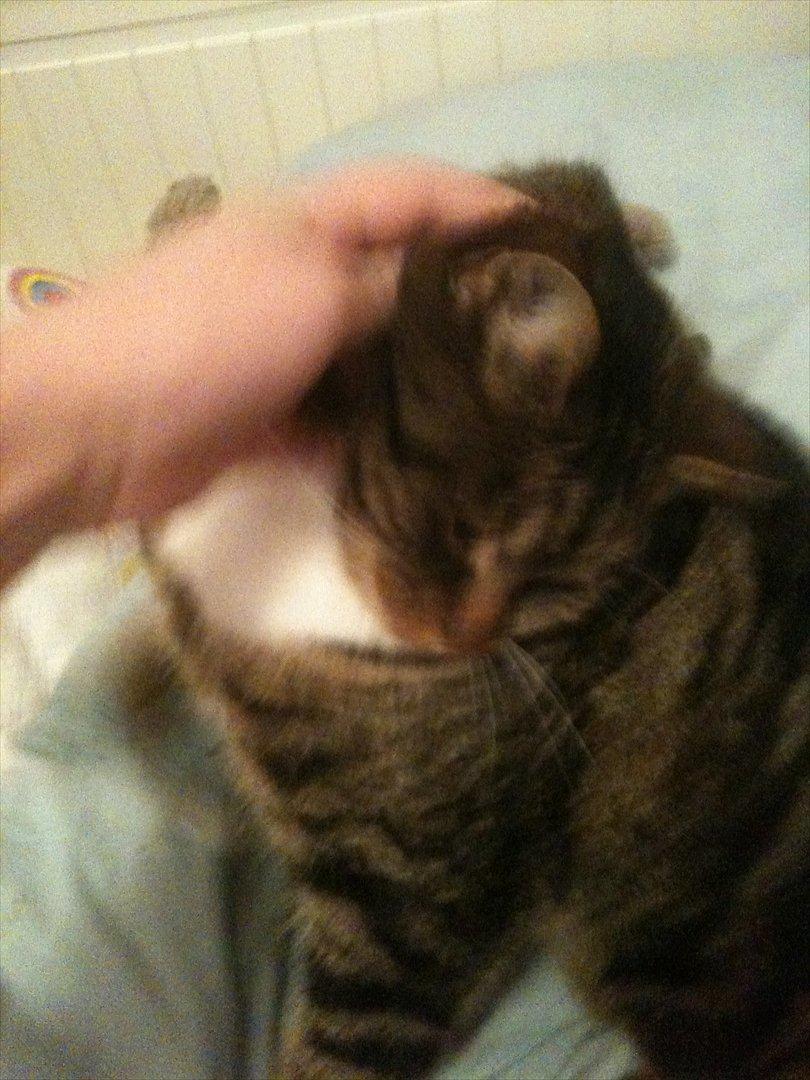 Huskat Tilde - lille kælepot billede 5