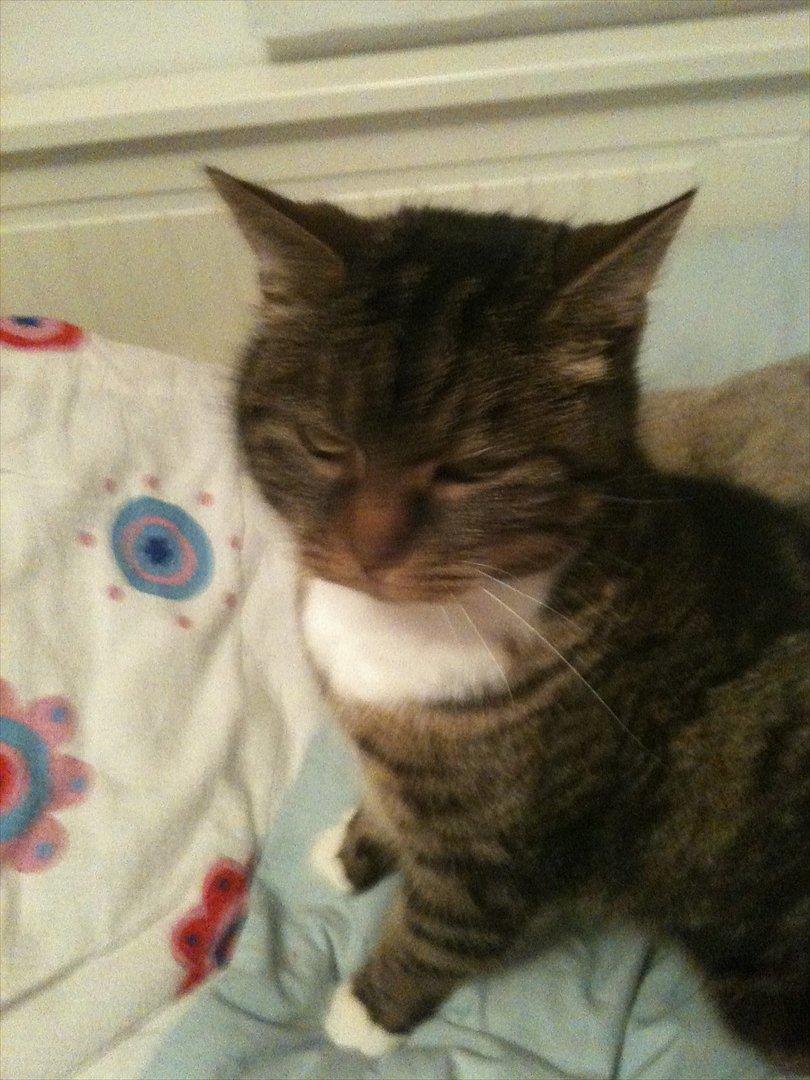 Huskat Tilde - hvad kigger i på billede 6