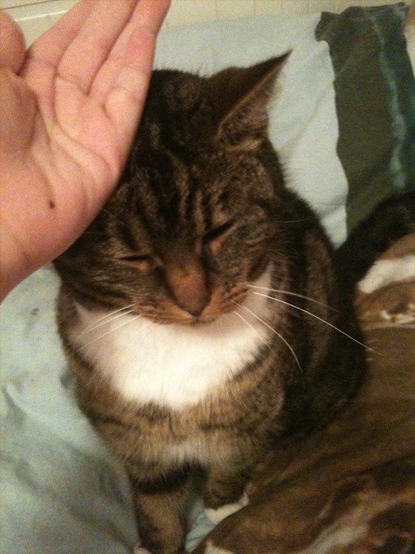 Huskat Tilde - lige der det kløer billede 7