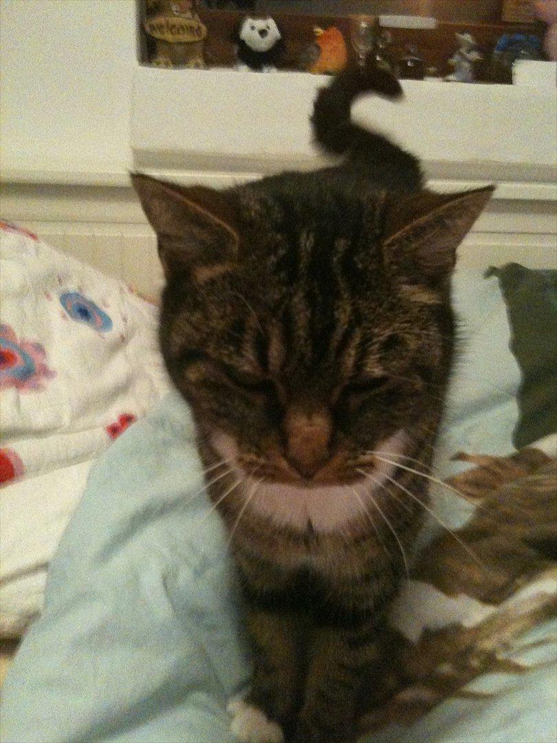 Huskat Tilde - jaja jeg kommer billede 8