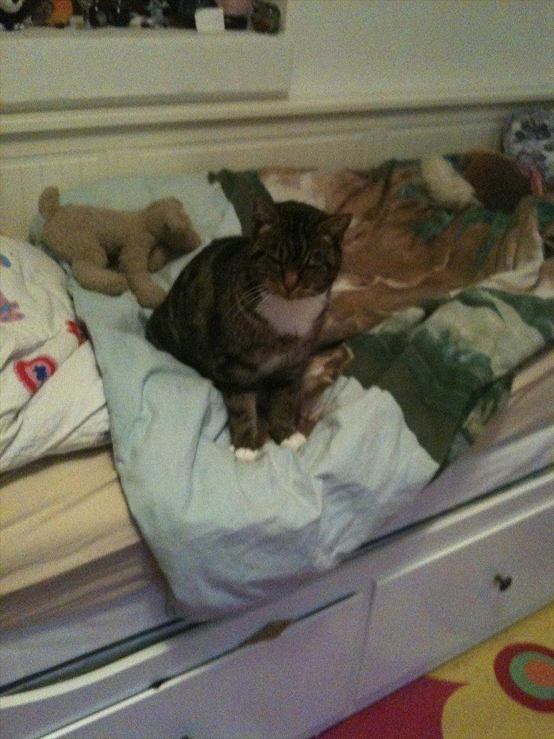 Huskat Tilde - lille pige billede 9