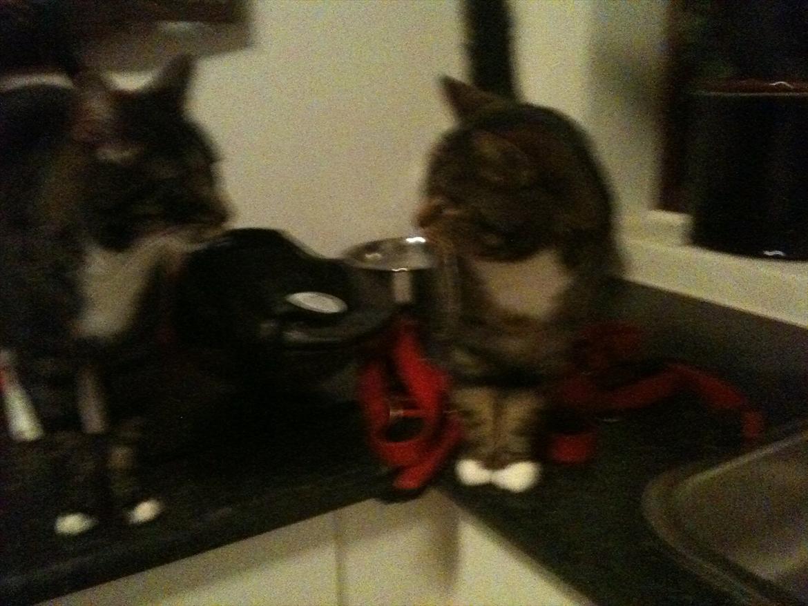 Huskat Tilde - kærlighed hved første blik billede 10