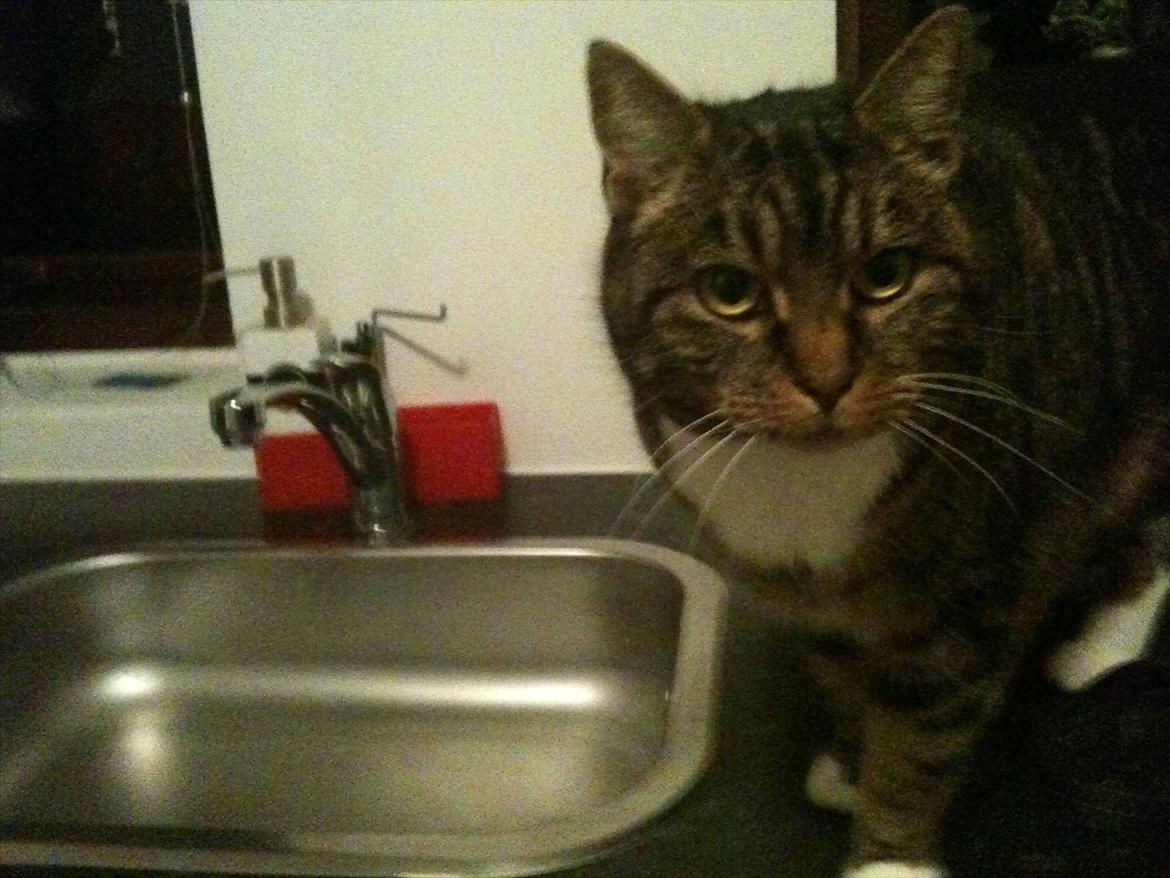 Huskat Tilde - er jeg bare sød eller hvad billede 11