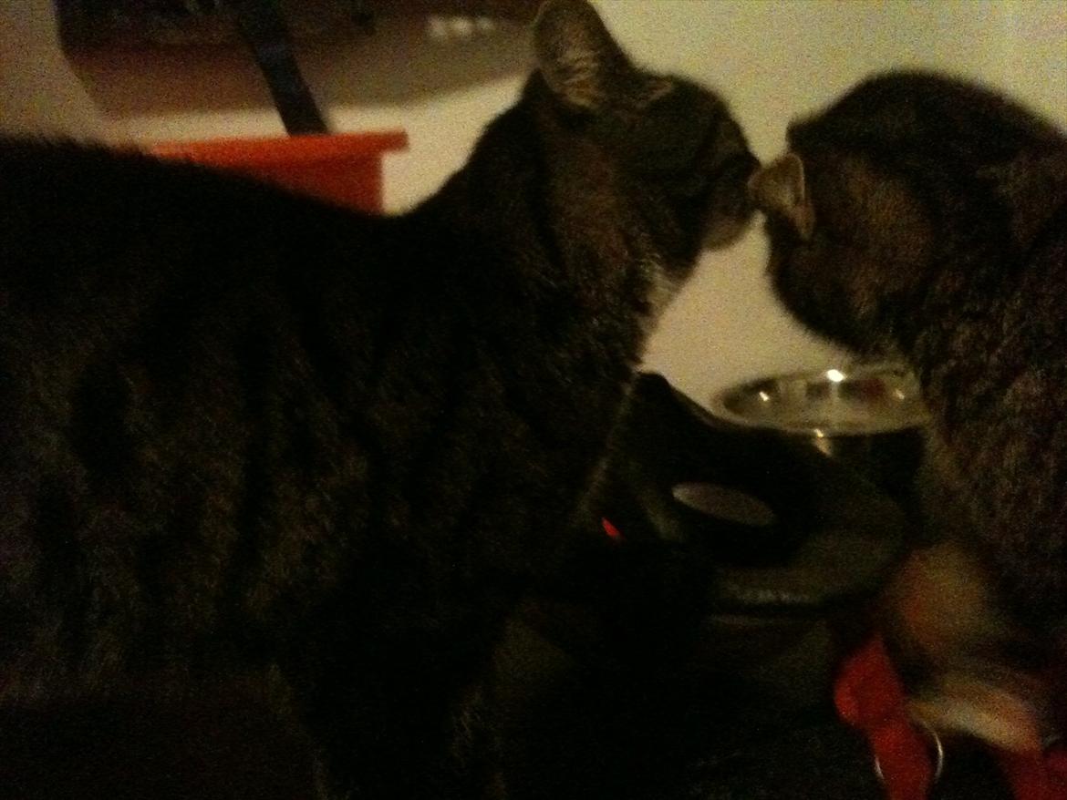 Huskat Tilde - kyss kyss billede 12