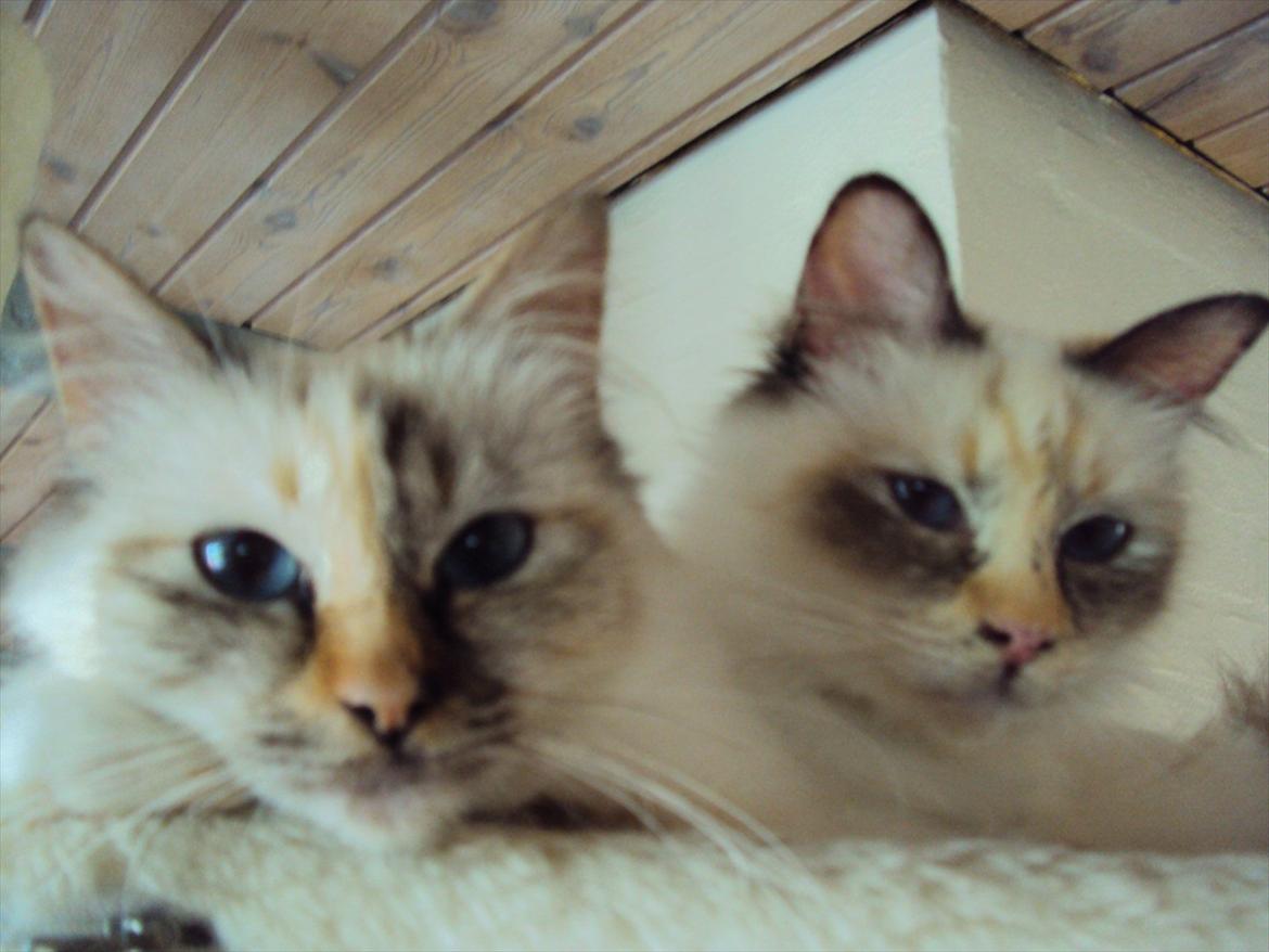 Hellig Birma (N) Miridania's Cedar - tv mor (N) Temms Gagea Lady Grace og datter (N) Miridania´s Cedar billede 9