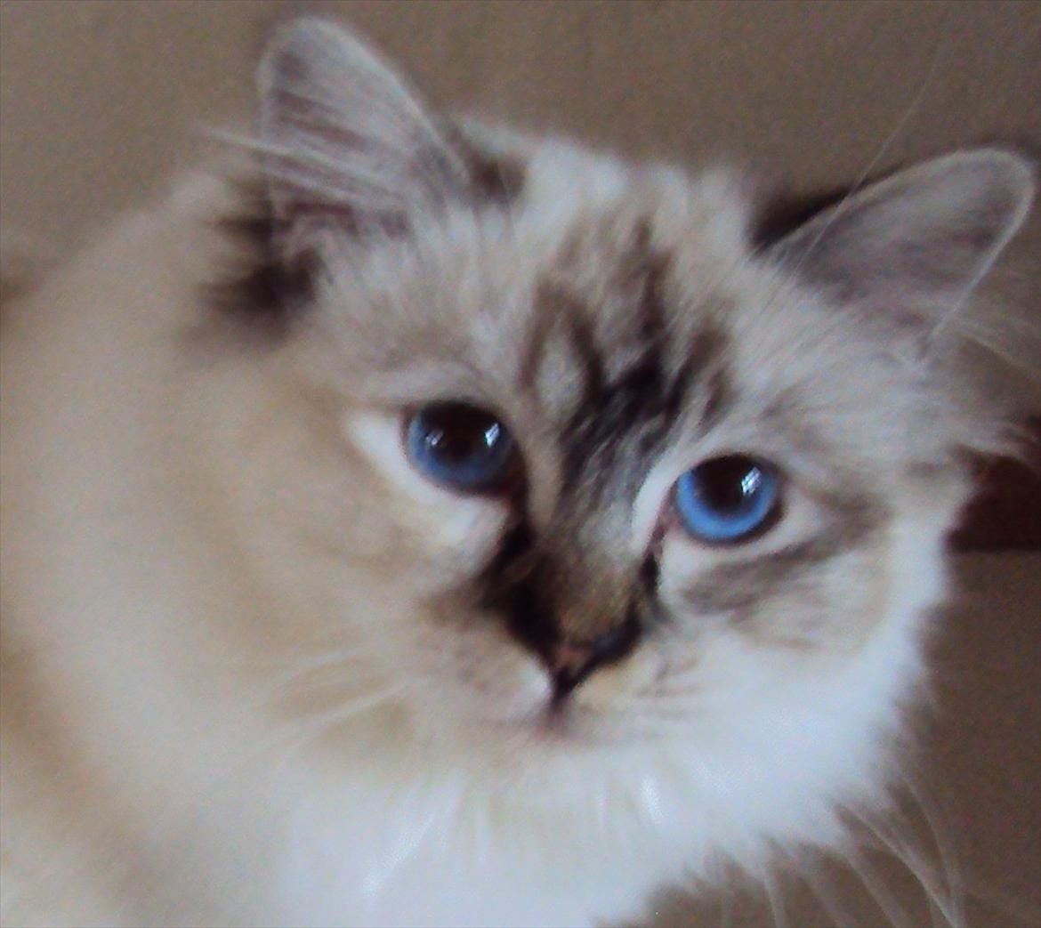 Hellig Birma (N) Miridania's Kitti - (N) Miridania's Kitti billede 1