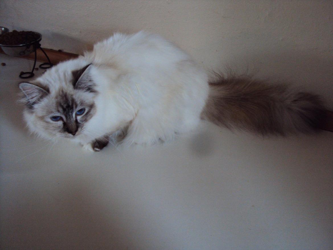 Hellig Birma (N) Miridania's Kitti billede 2