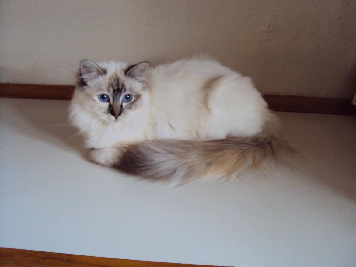 Hellig Birma (N) Miridania's Kitti billede 3