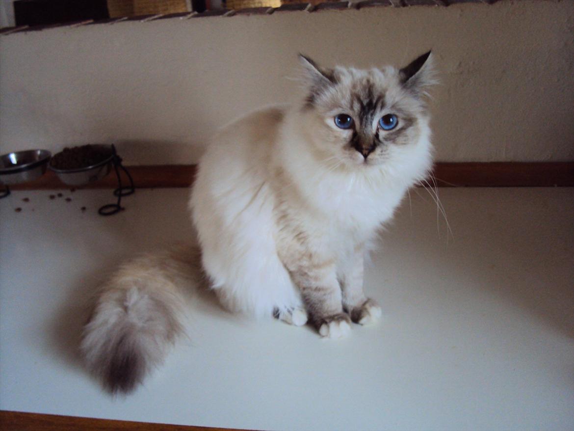 Hellig Birma (N) Miridania's Kitti billede 4