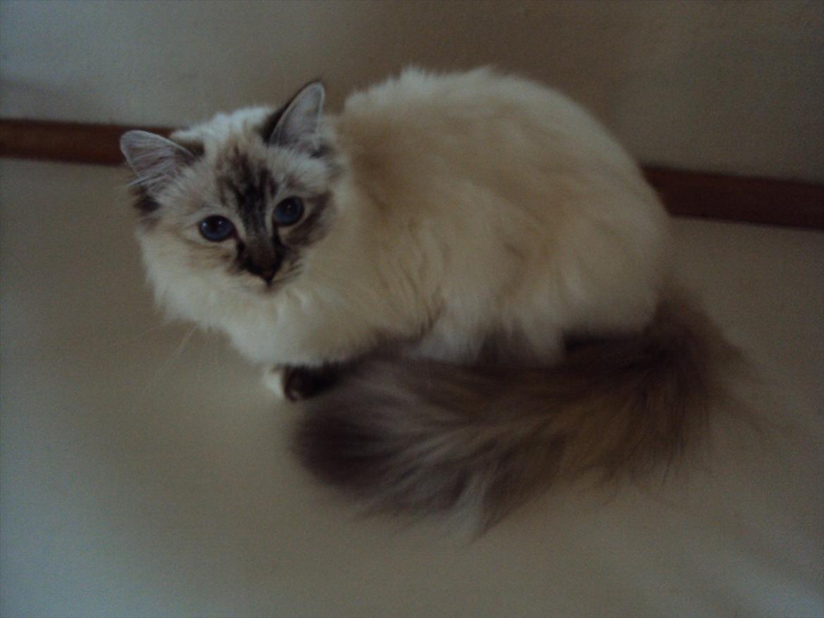 Hellig Birma (N) Miridania's Kitti billede 5