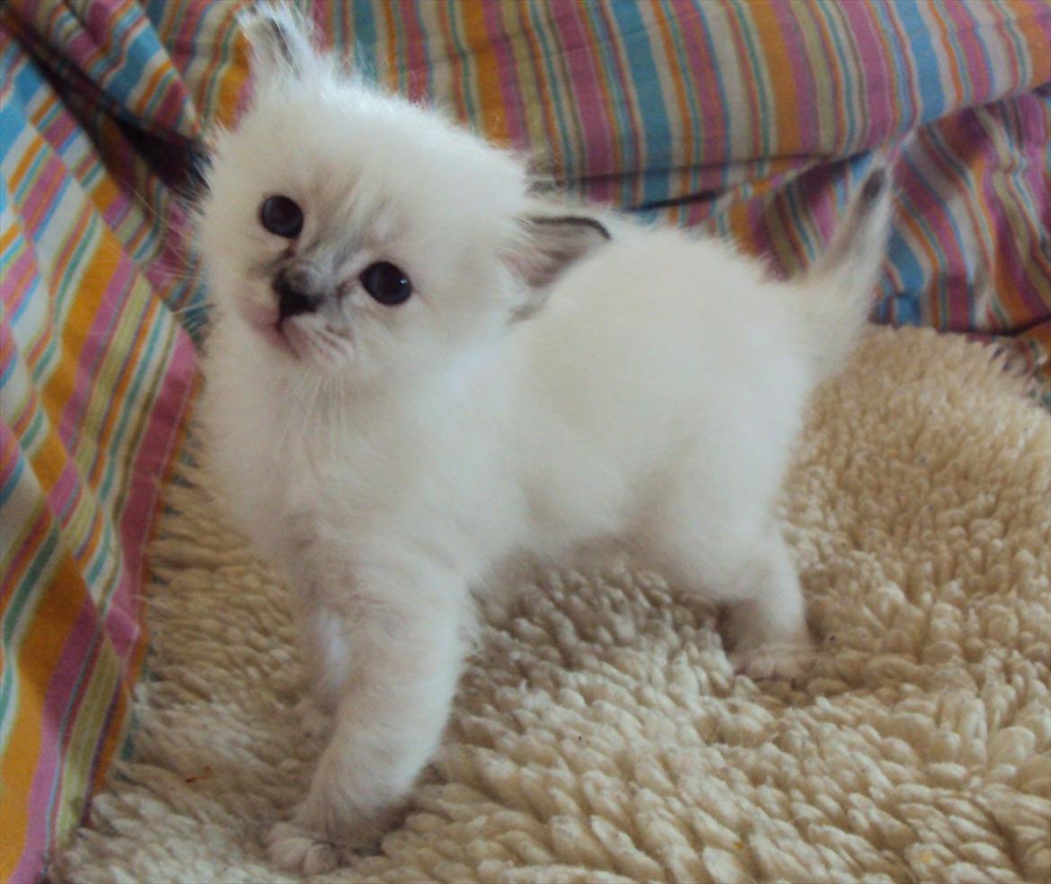 Hellig Birma (N) Miridania's Kitti - "Se mig... se mig" billede 6