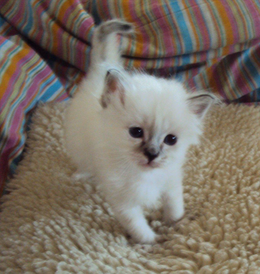 Hellig Birma (N) Miridania's Kitti - Frøken fotomodel billede 7