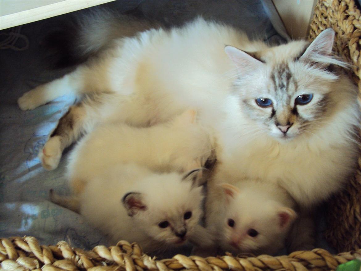 Hellig Birma (N) Miridania's Kitti - Kitti (tv) med mor og sine brødre Keila og Kyros  billede 8