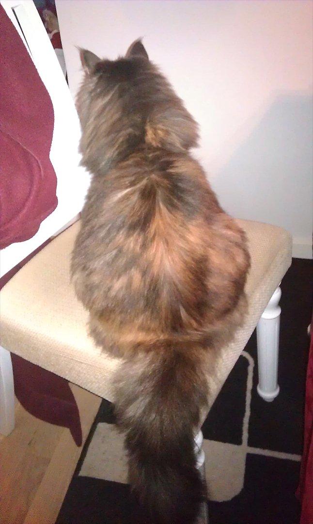 Maine Coon Princess billede 10