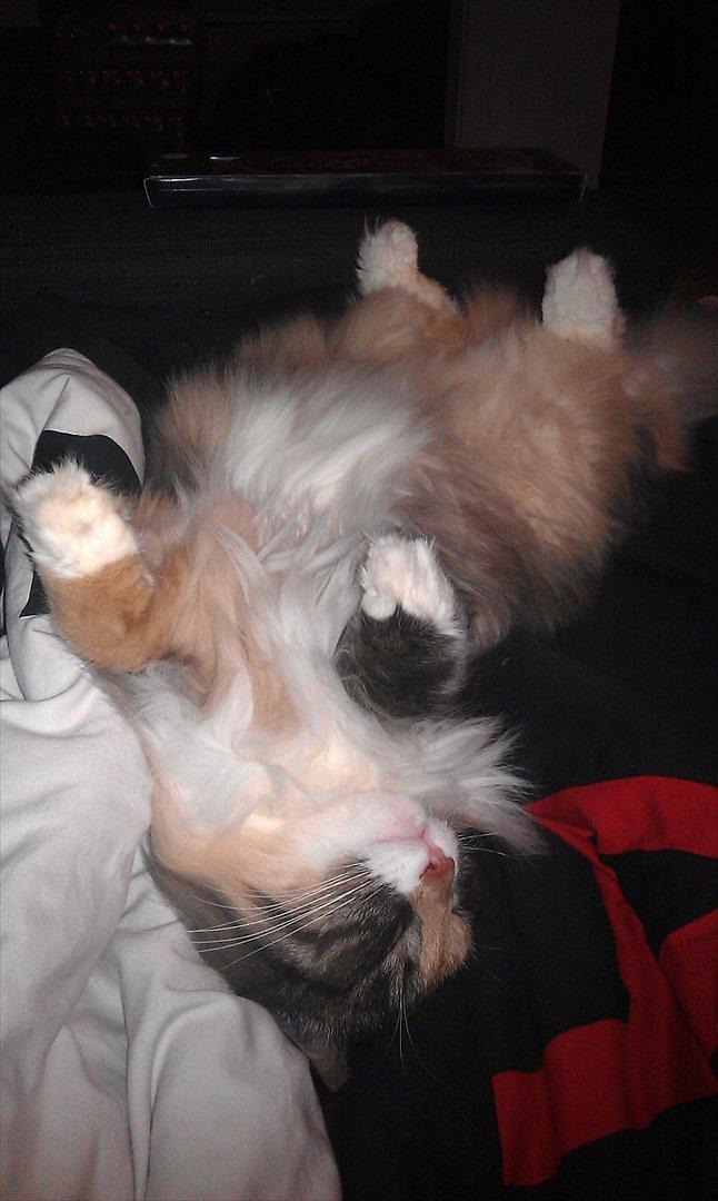 Maine Coon Princess billede 11