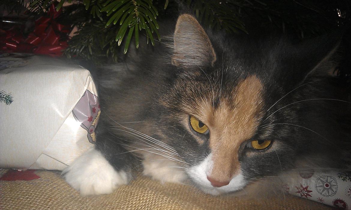 Maine Coon Princess billede 12