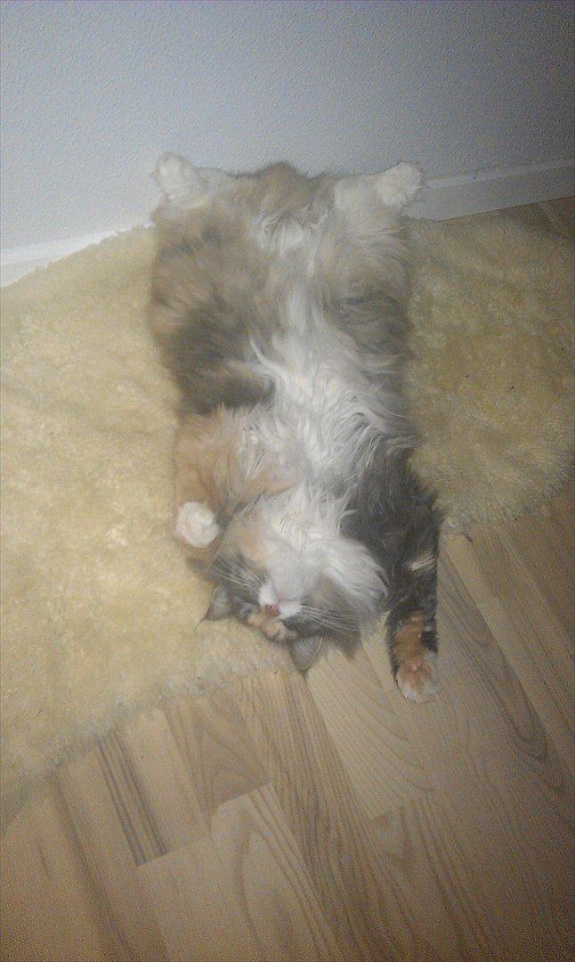 Maine Coon Princess billede 13