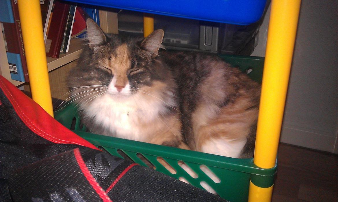 Maine Coon Princess billede 14