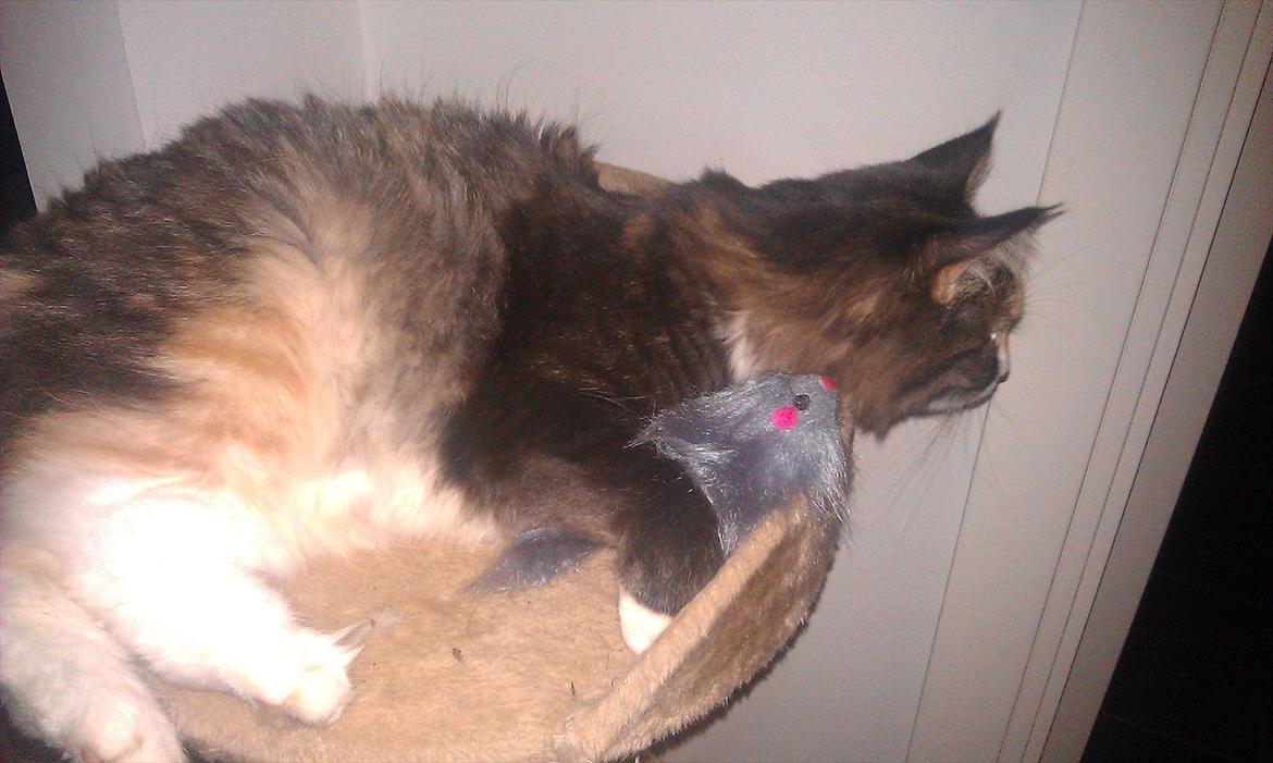 Maine Coon Princess billede 15