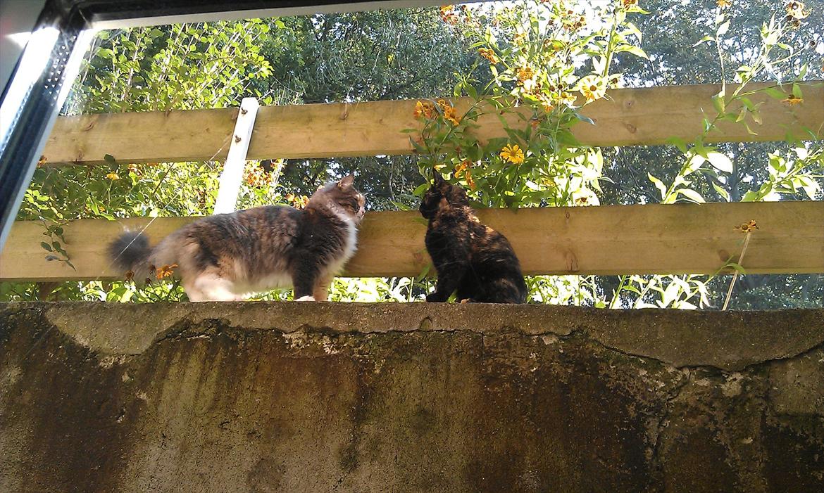 Maine Coon Princess billede 16