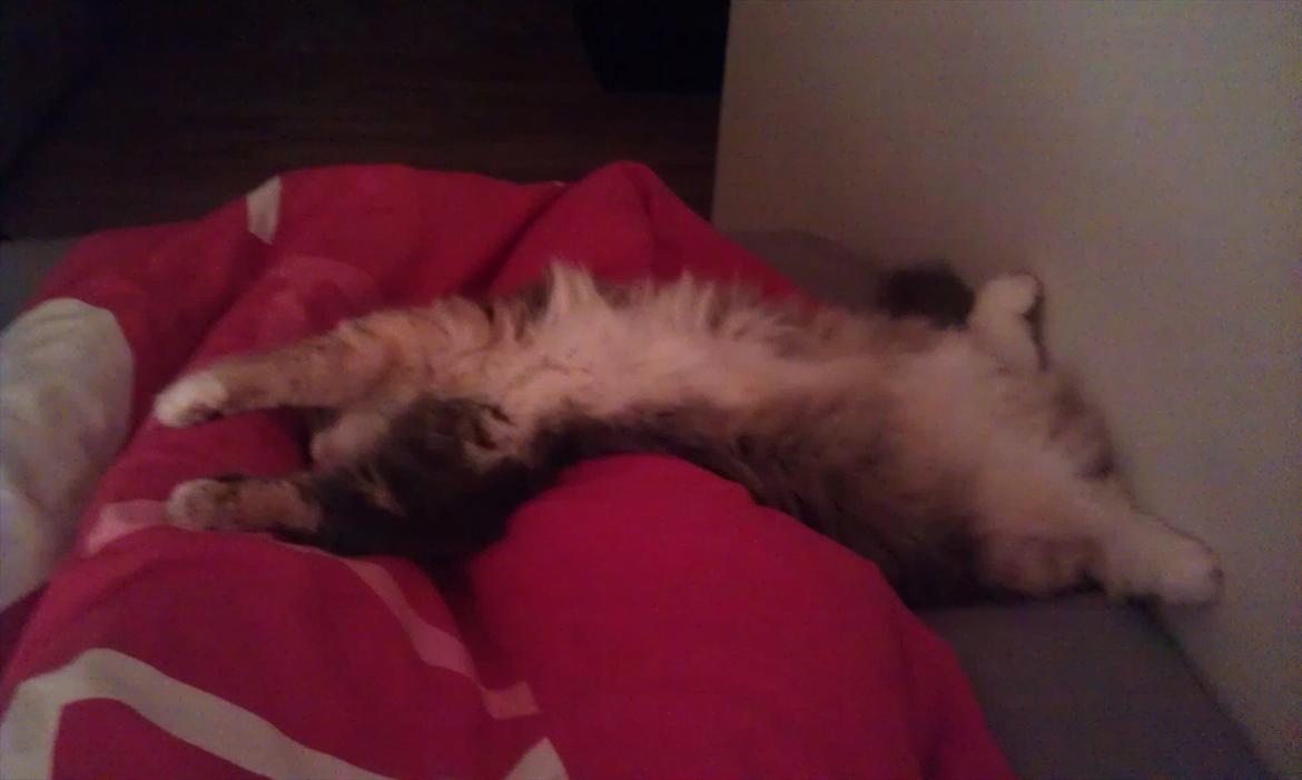 Maine Coon Princess billede 17