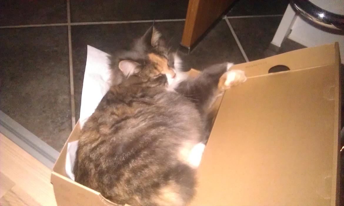 Maine Coon Princess billede 18