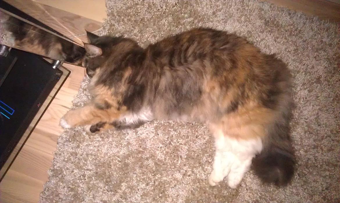 Maine Coon Princess billede 19