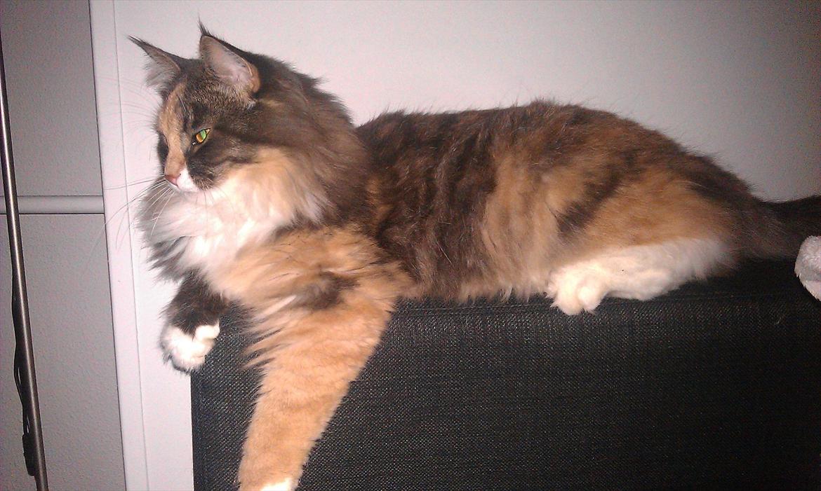 Maine Coon Princess billede 20