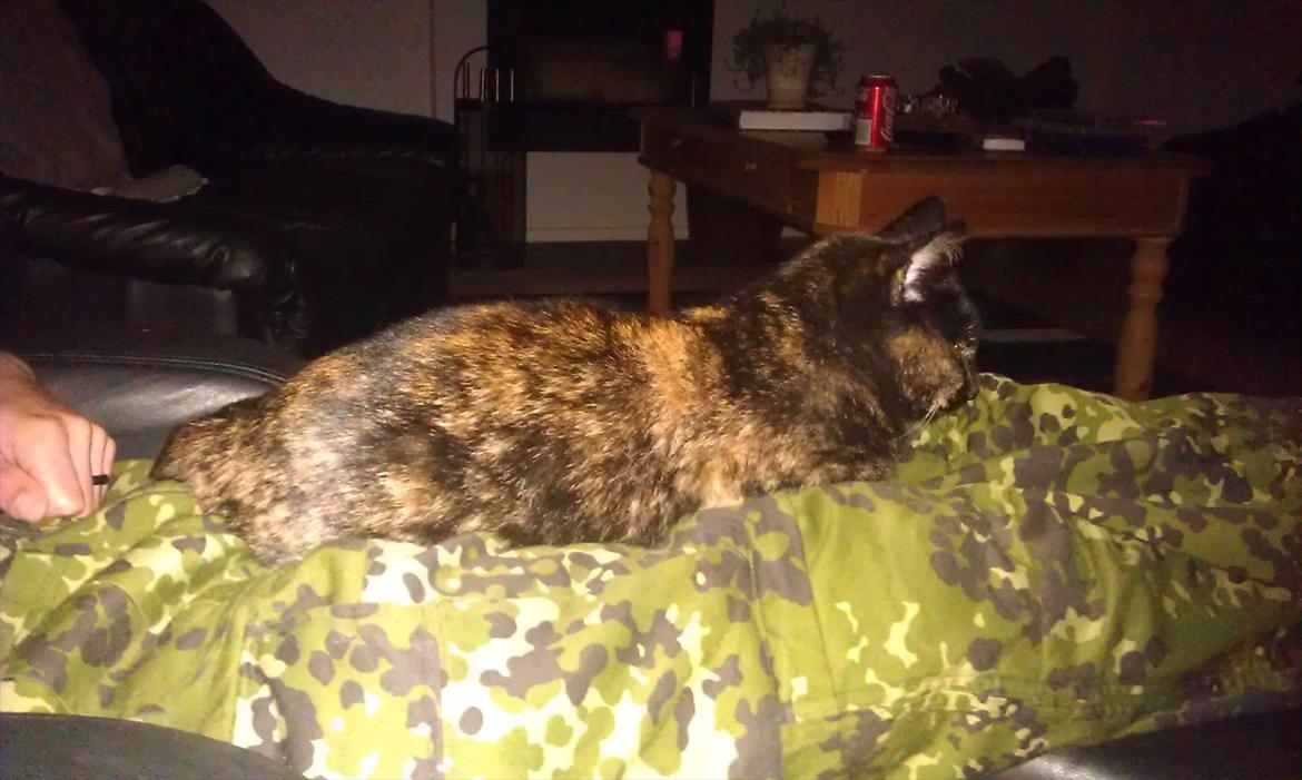 Huskat Blacki/ Mini billede 6