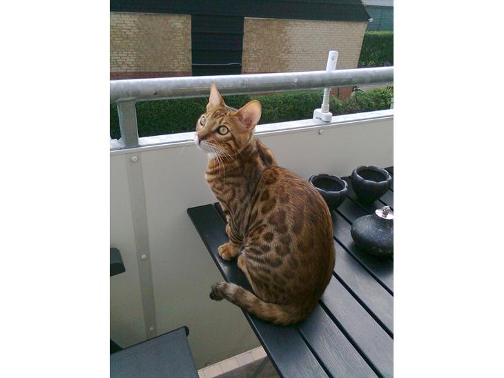 {{currentPhoto.altText}} billede {{currentPhoto.number}}