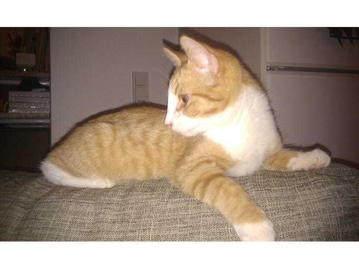 Blanding af racer Simba - Præmiemis. :-) billede 1