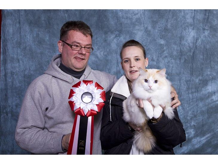 Ragdoll DK Vandoll Great Gavin billede 1