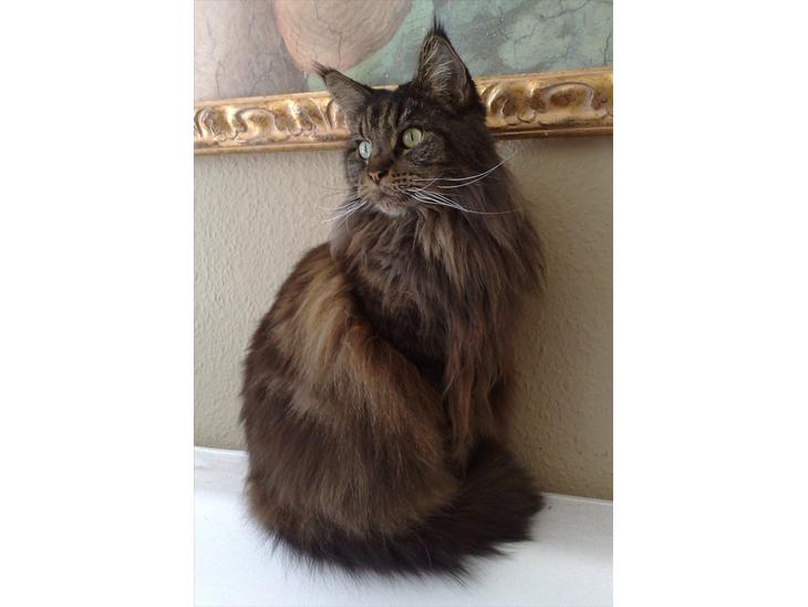 Maine Coon Macoon's Diddi billede 1
