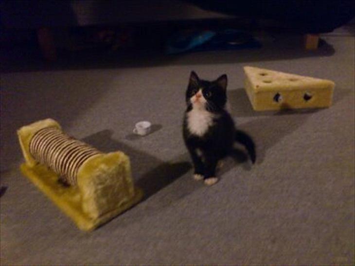 Huskat Toby DØD billede 1
