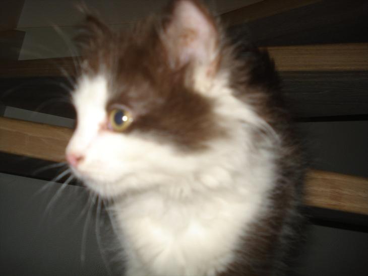 {{currentPhoto.altText}} billede {{currentPhoto.number}}