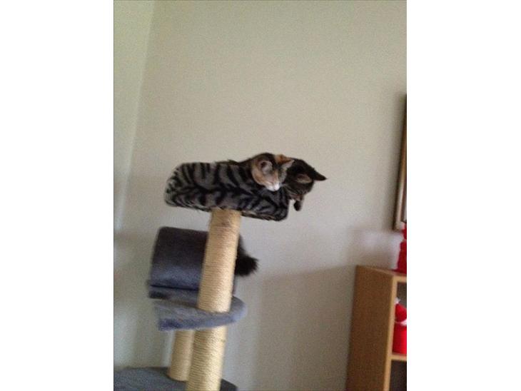 {{currentPhoto.altText}} billede {{currentPhoto.number}}