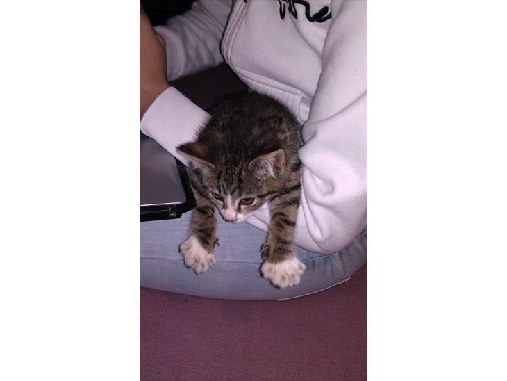 {{currentPhoto.altText}} billede {{currentPhoto.number}}