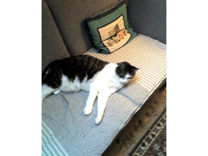 Huskat micky billede 1