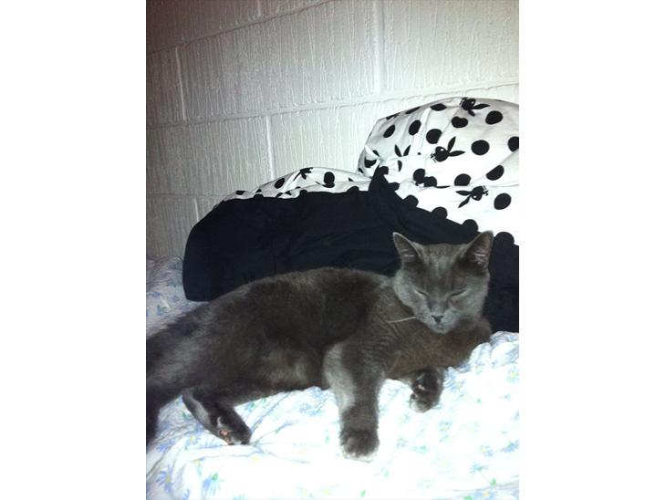 Huskat Mis billede 2