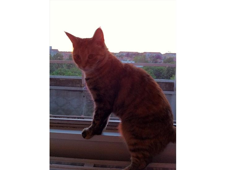 {{currentPhoto.altText}} billede {{currentPhoto.number}}