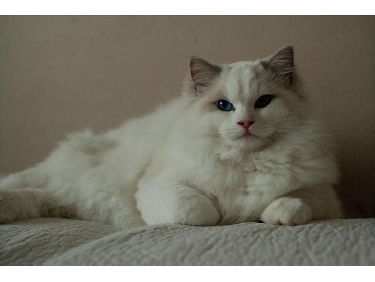 Ragdoll Kittyrags Agamemnon billede 1