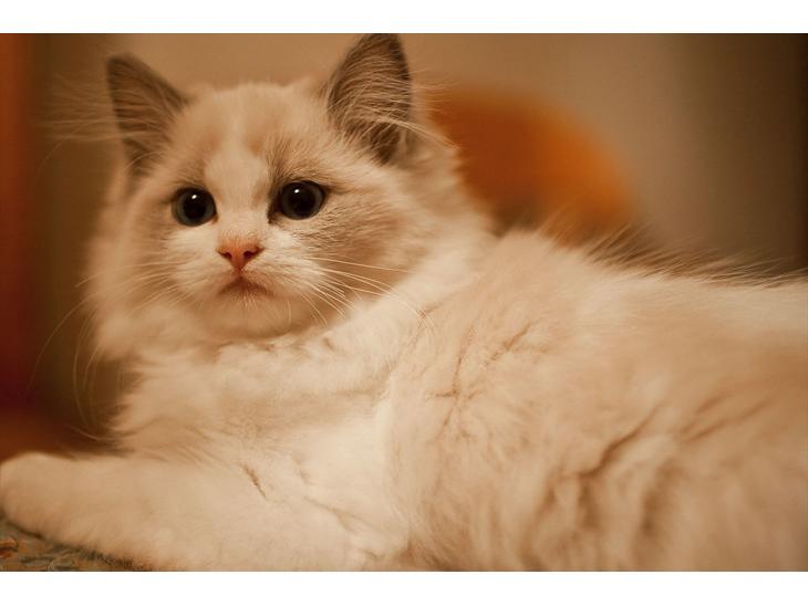 Ragdoll Kittyrags Gemma billede 1